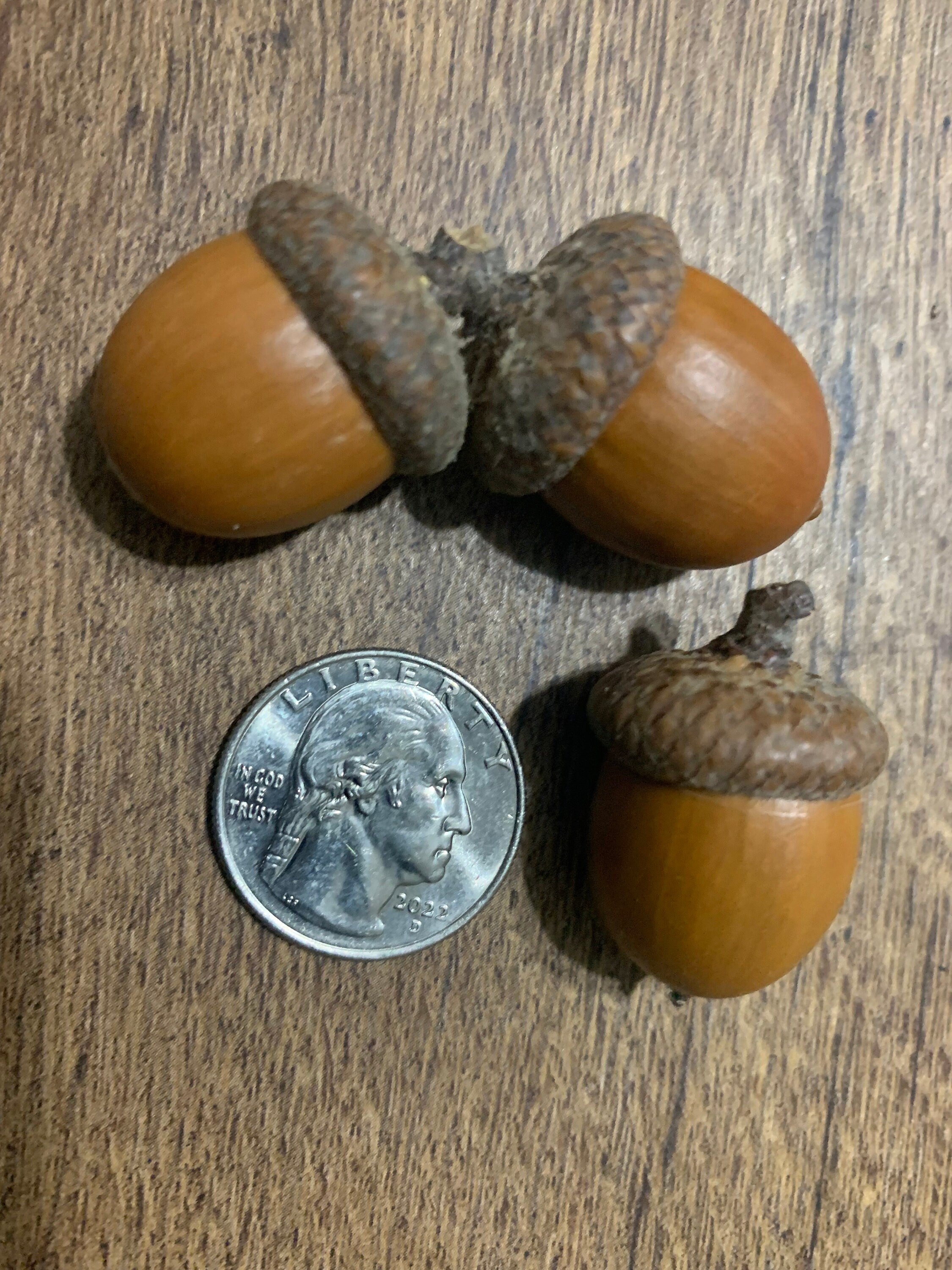 Acorns With Caps, Red Oak, 50 Count