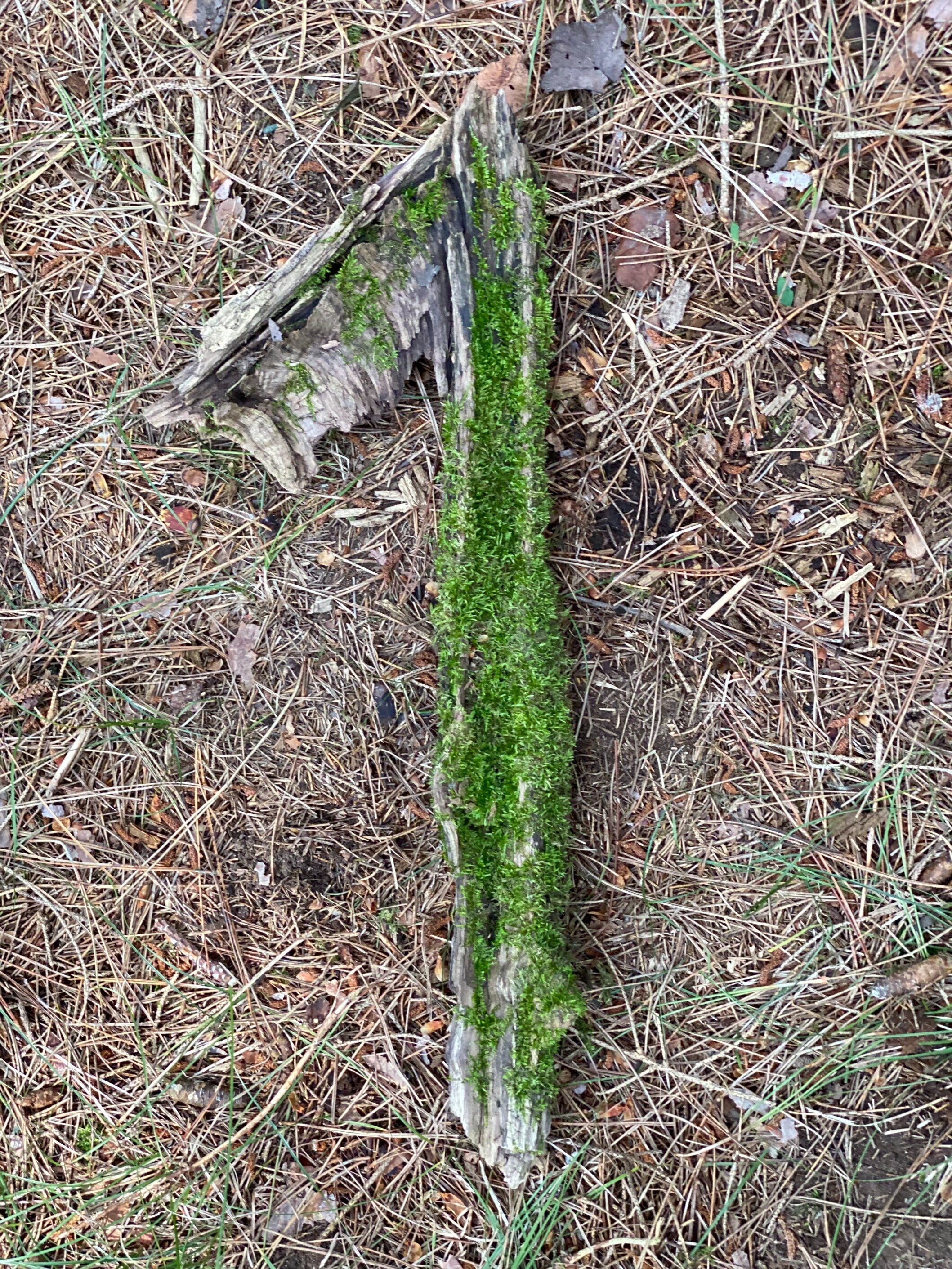 Moss Covered Log, Mossy Log, 21 Inches Long by 8 Inches Wide and 2 Inches High