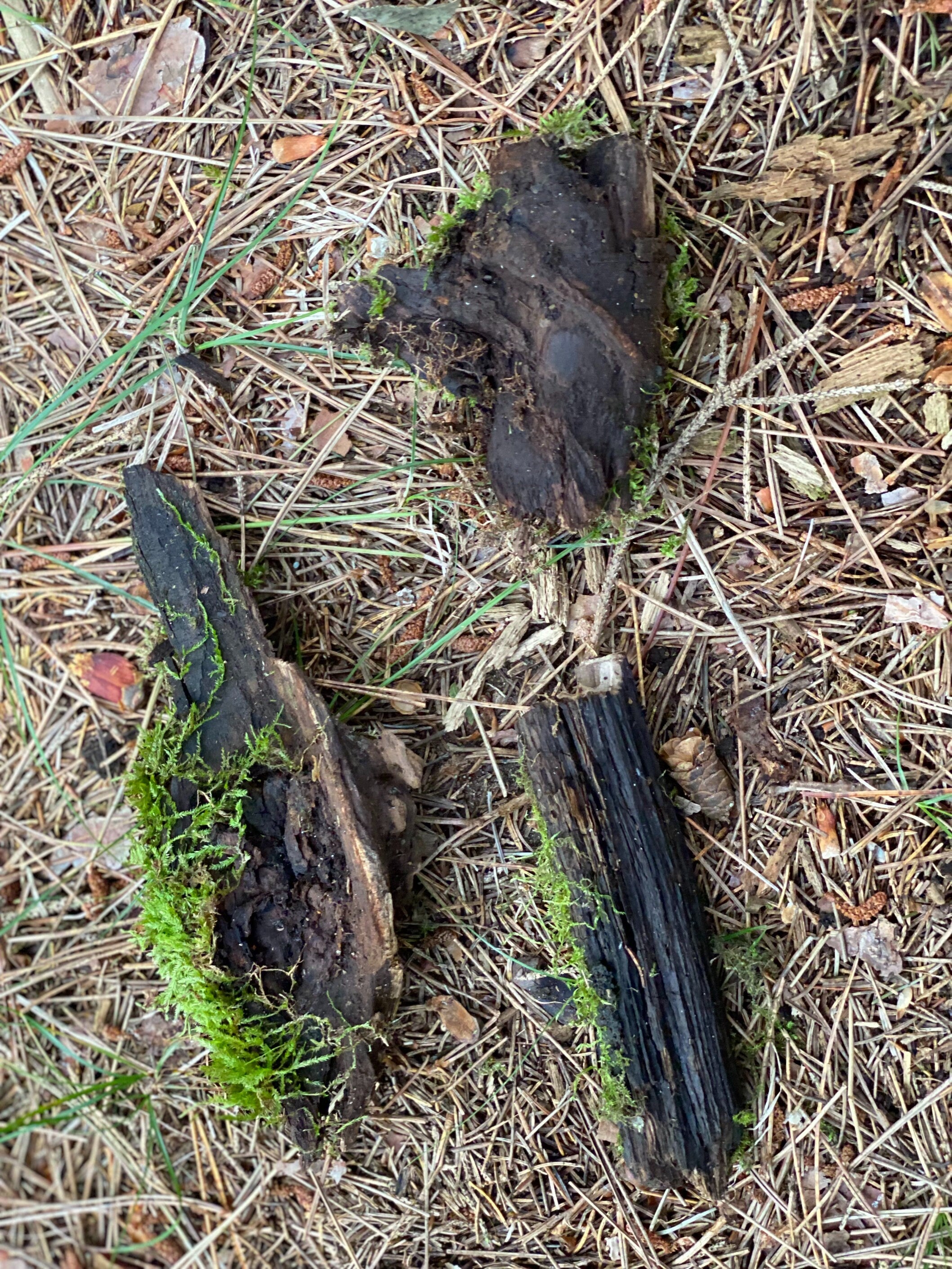 Three Moss Covered Sticks, Mossy Sticks, 4-7 Inches Long by 1-3 Inches Wide and 1-2 Inches High
