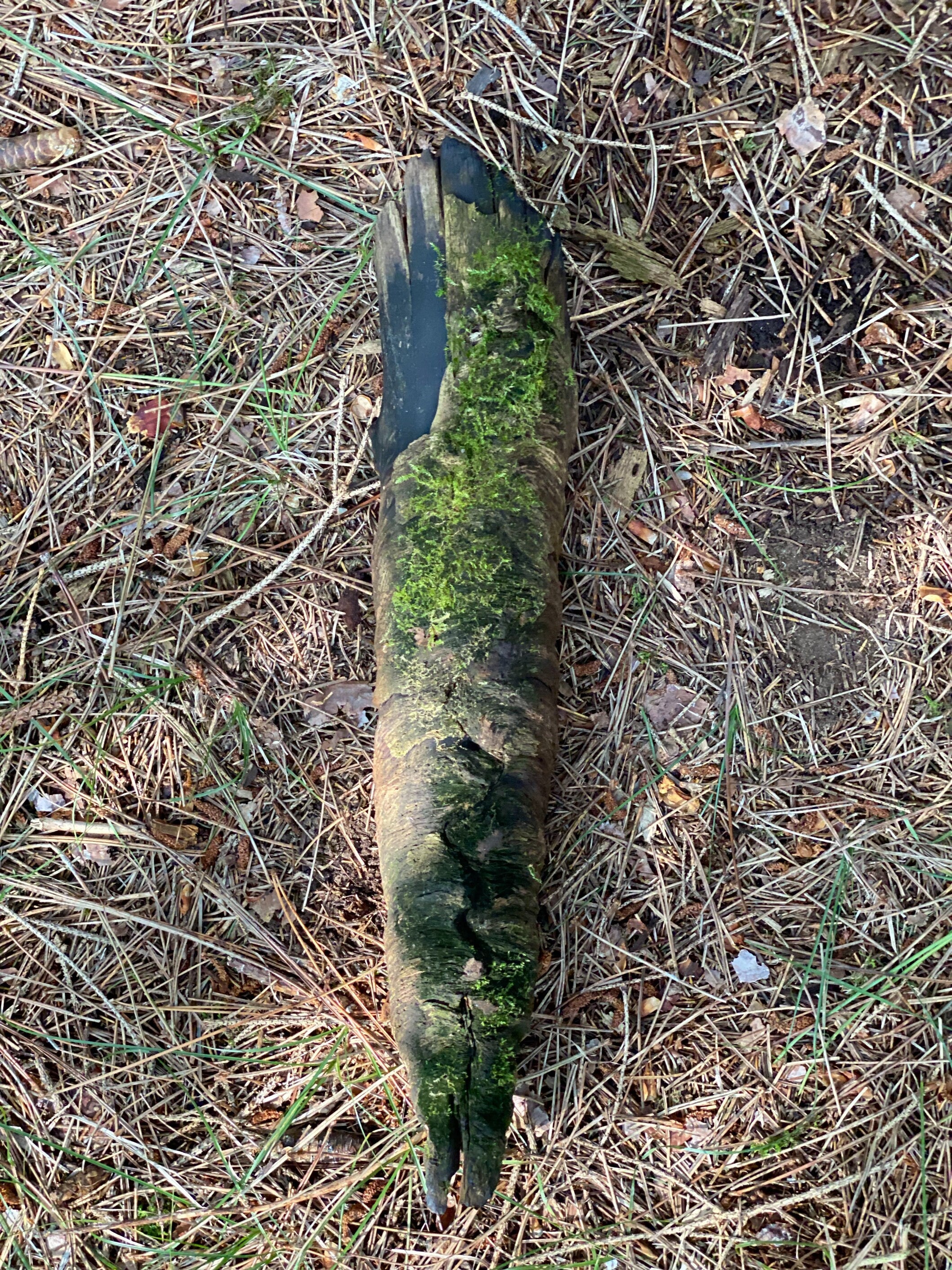 Mossy Wood Spiral, Moss Bark Spiral, Approximately 15 Inches Long by 3 Inches Wide and 3 Inches Wide