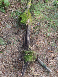 Moss Covered Log, Mossy Log, 44.5 Inches Long by 13 Inches Wide and 10.5 Inches High