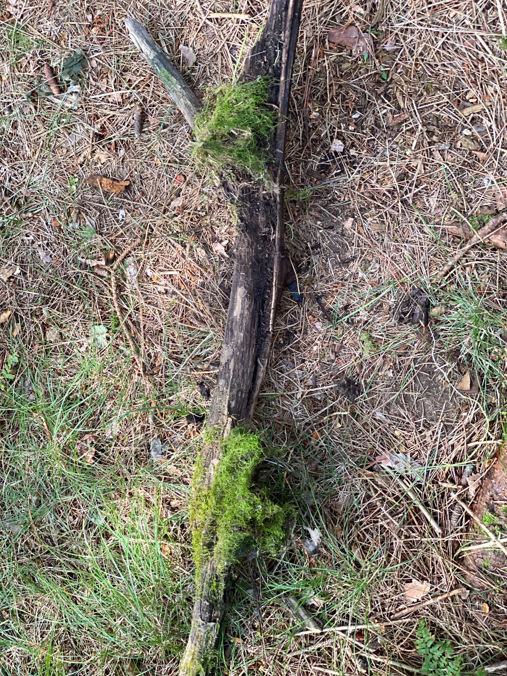 Moss Covered Log, Mossy Log, 44.5 Inches Long by 13 Inches Wide and 10.5 Inches High