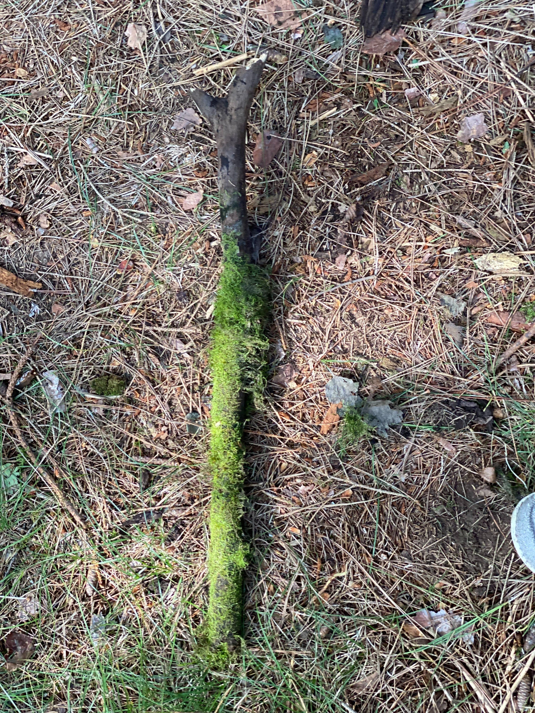 Moss Covered Stick, Mossy Stick, 26 Inches Long by 2 Inches Wide and 2 Inches High