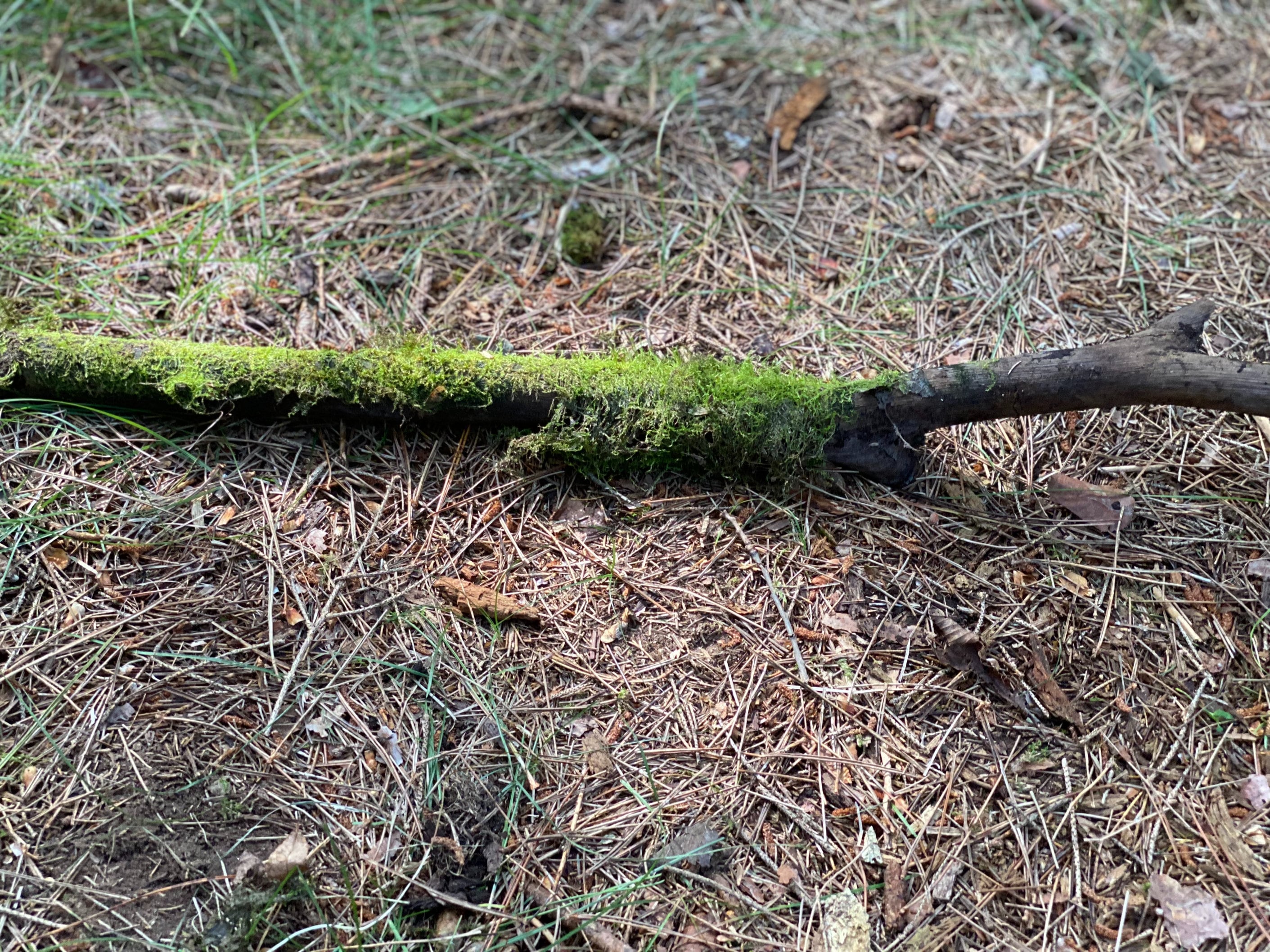 Moss Covered Stick, Mossy Stick, 26 Inches Long by 2 Inches Wide and 2 Inches High