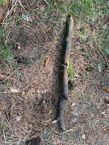 Moss Covered Stick, Mossy Stick, 26 Inches Long by 2 Inches Wide and 2 Inches High