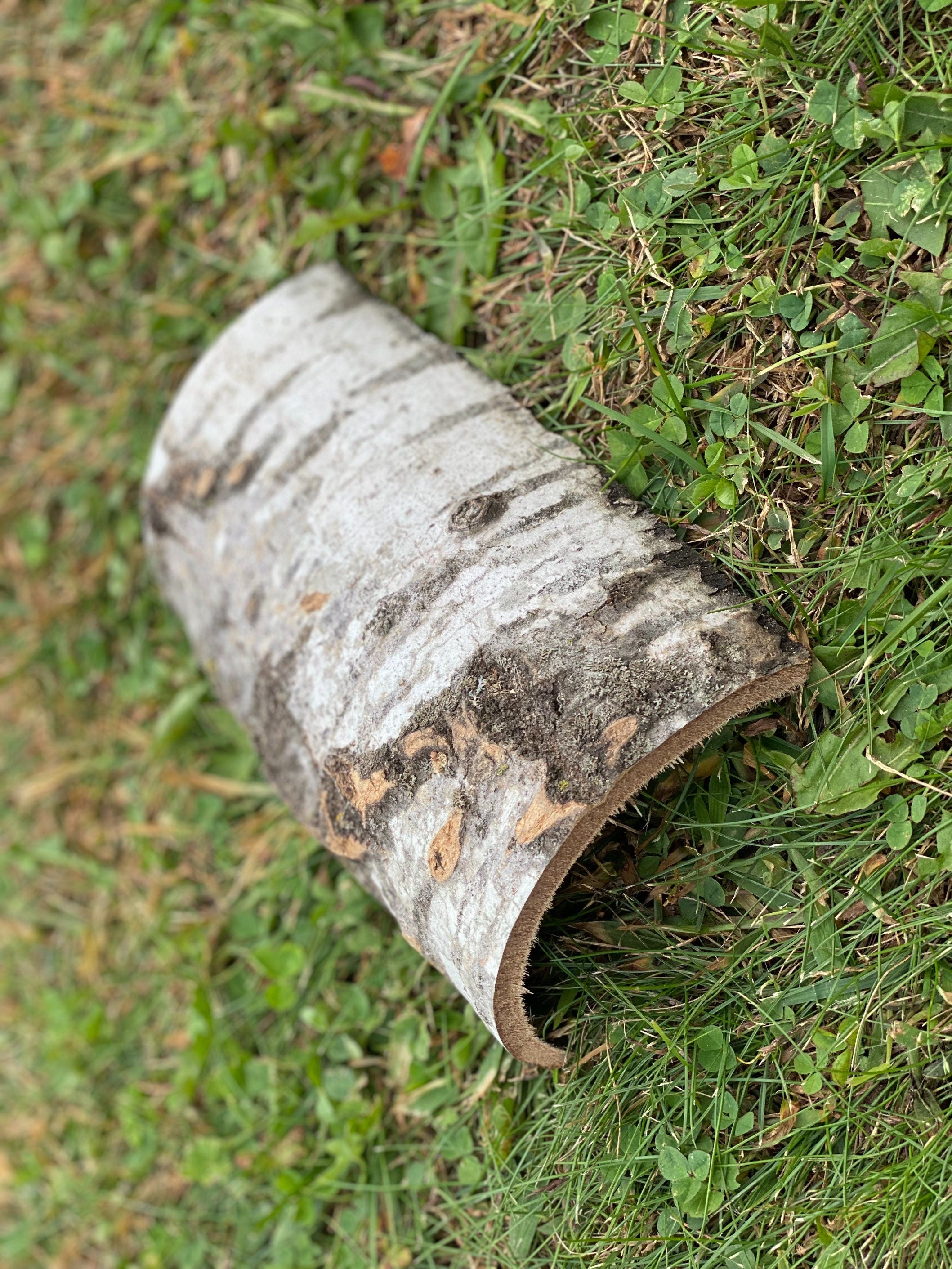 Aspen Frog Tunnel, Approximately 7 Inches Long by 4.5 Inches Wide and 2 Inches High