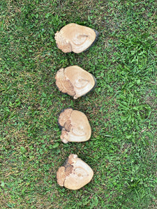 Burl, Four Hickory Burl Slices, Approximately 5.5-7 Inches Long by 4.5-5 Inches Wide and 3/4 Inch Thick