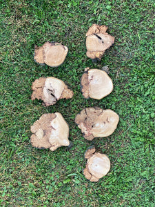 Burl, Seven Hickory Burl Slices (Seconds), Approximately 4.5-6.5 Inches Long by 4-6.5 Inches Wide and 1/2 Inch Thick