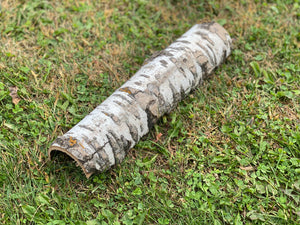 Aspen Tarantula Tunnel, Approximately 15 Inches Long by 3.5 Inches Wide and 1.5 Inches High