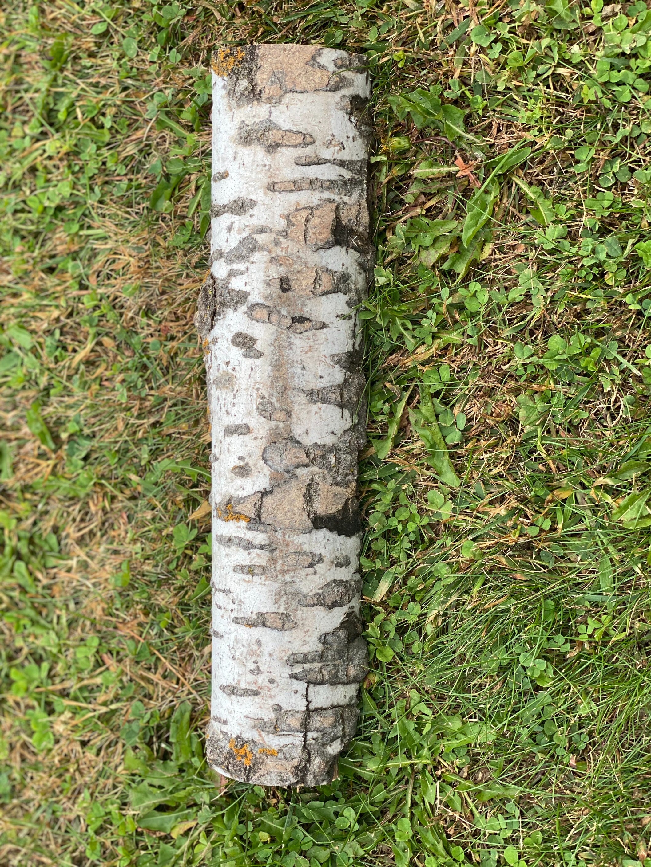 Aspen Tarantula Tunnel, Approximately 15 Inches Long by 3.5 Inches Wide and 1.5 Inches High