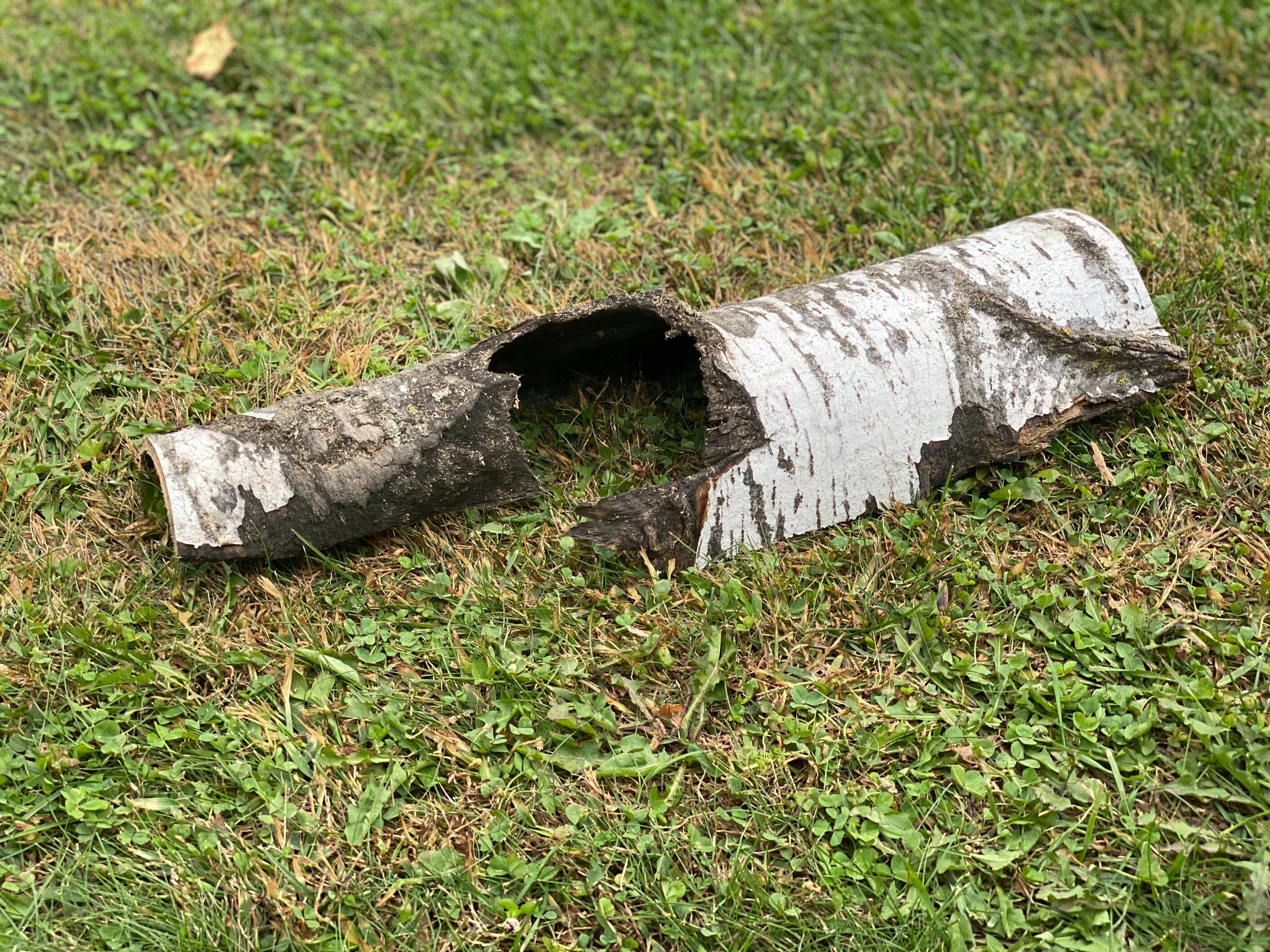 Aspen Frog Tunnel, Approximately 20.5 Inches Long by 6.5 Inches Wide and 2.5 Inches High