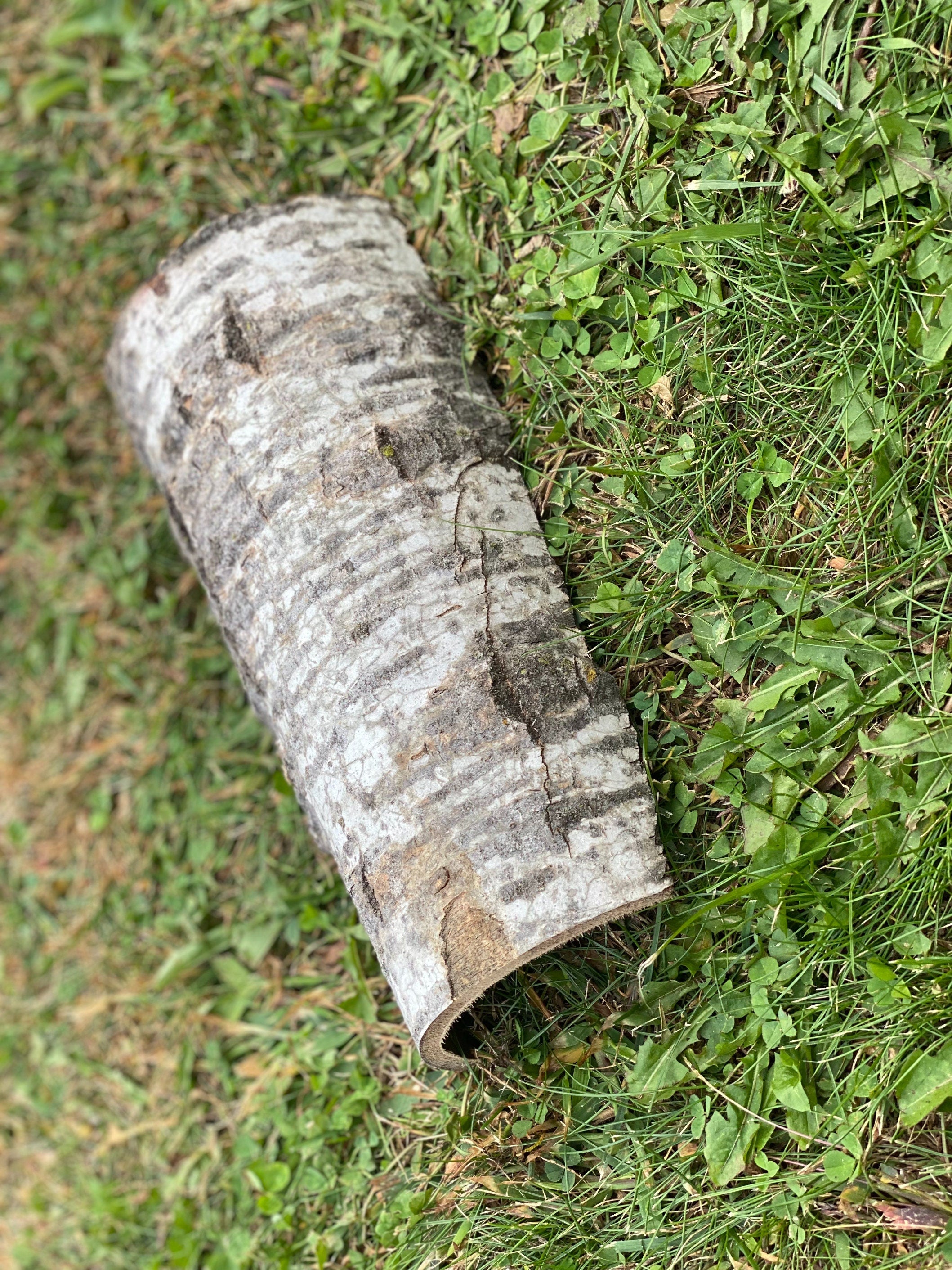 Aspen Frog Tunnel, Approximately 10 Inches Long by 5 Inches Wide and 2 Inches High