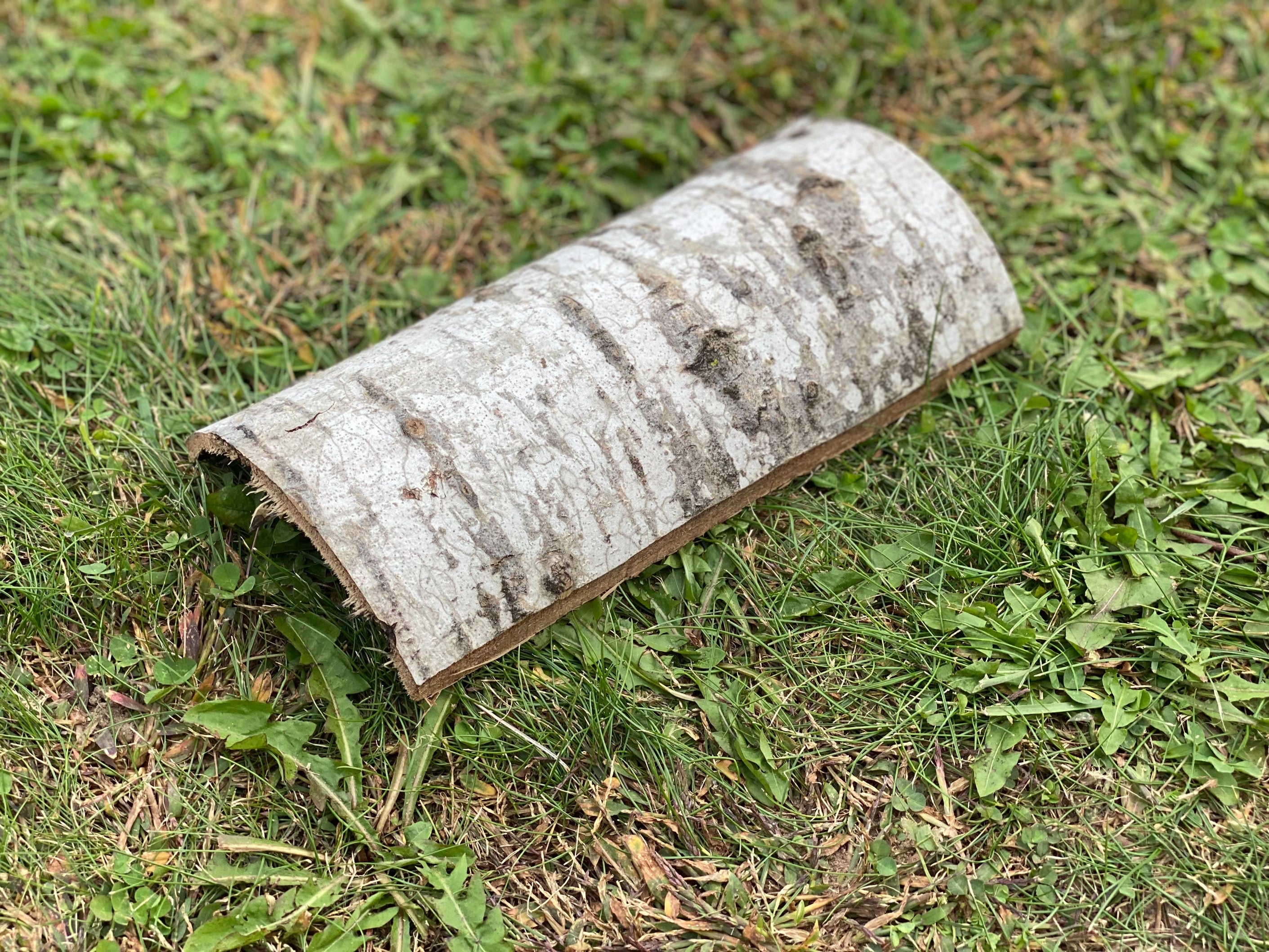 Aspen Lizard Tunnel, Approximately 9 Inches Long by 4.5 Inches Wide and 2 Inches High