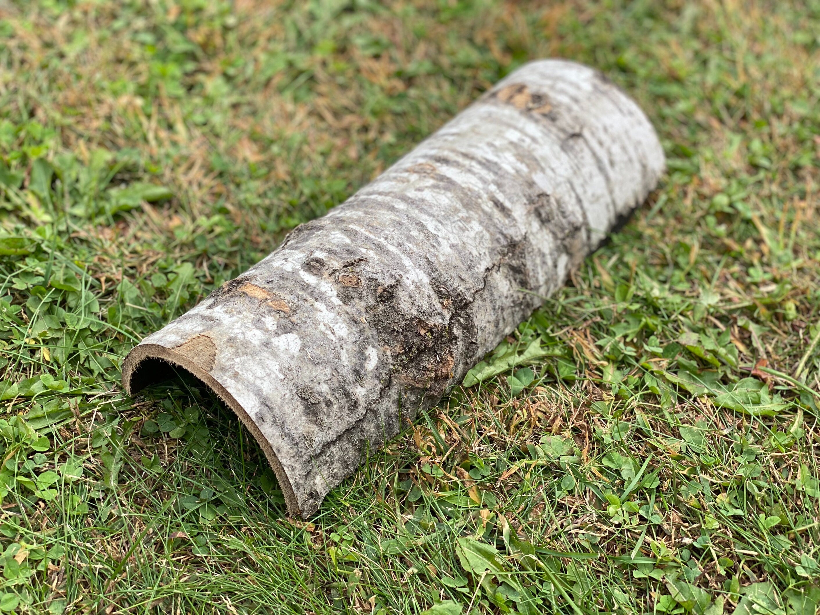 Aspen Frog Tunnel, Approximately 12 Inches Long by 4.5 Inches Wide and 2.5 Inches High