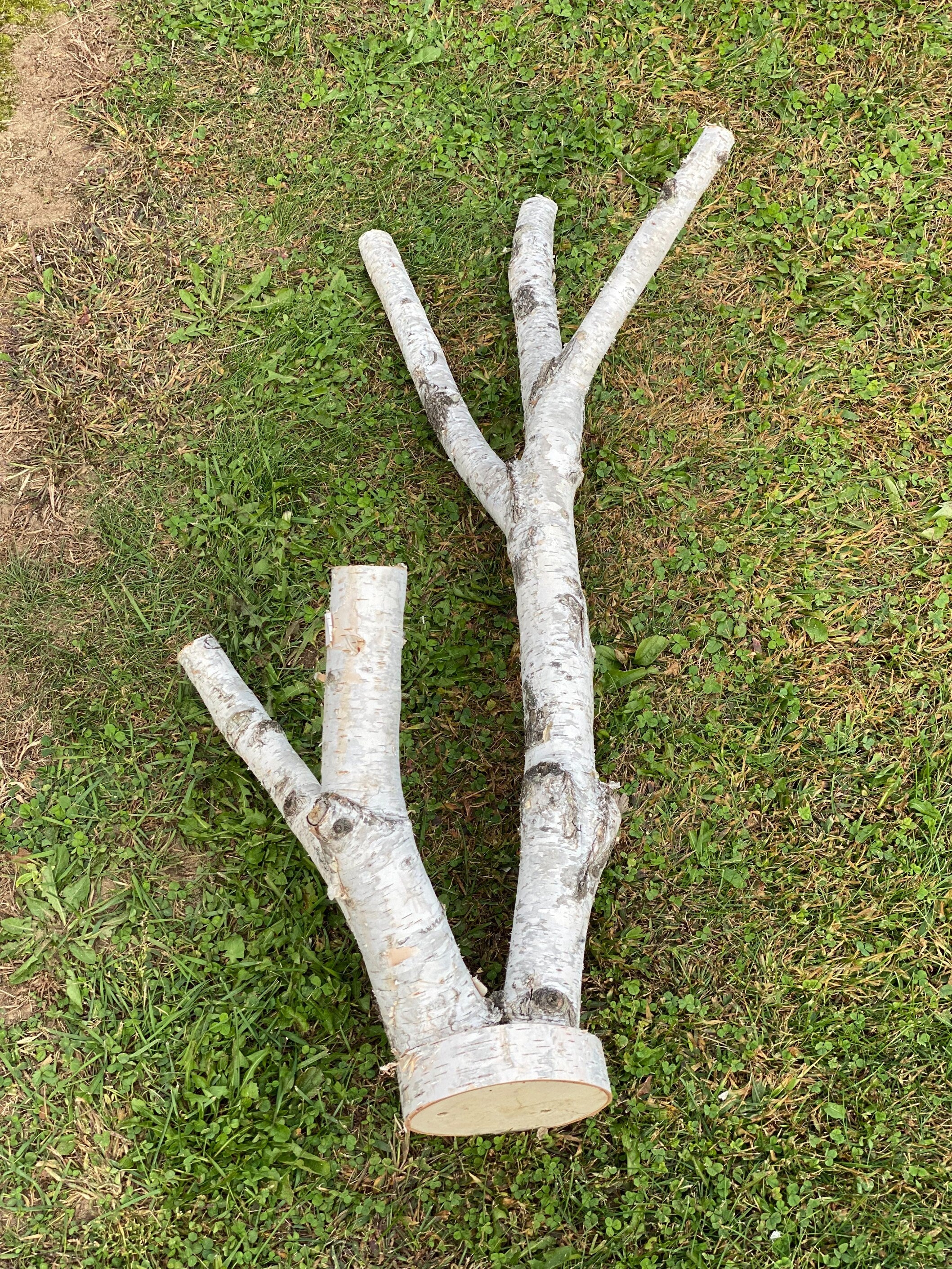 White Birch Log, Bird Perch with Base, Approximately 33.5 Inches Long 16 Inches Wide by 12 Inches Tall