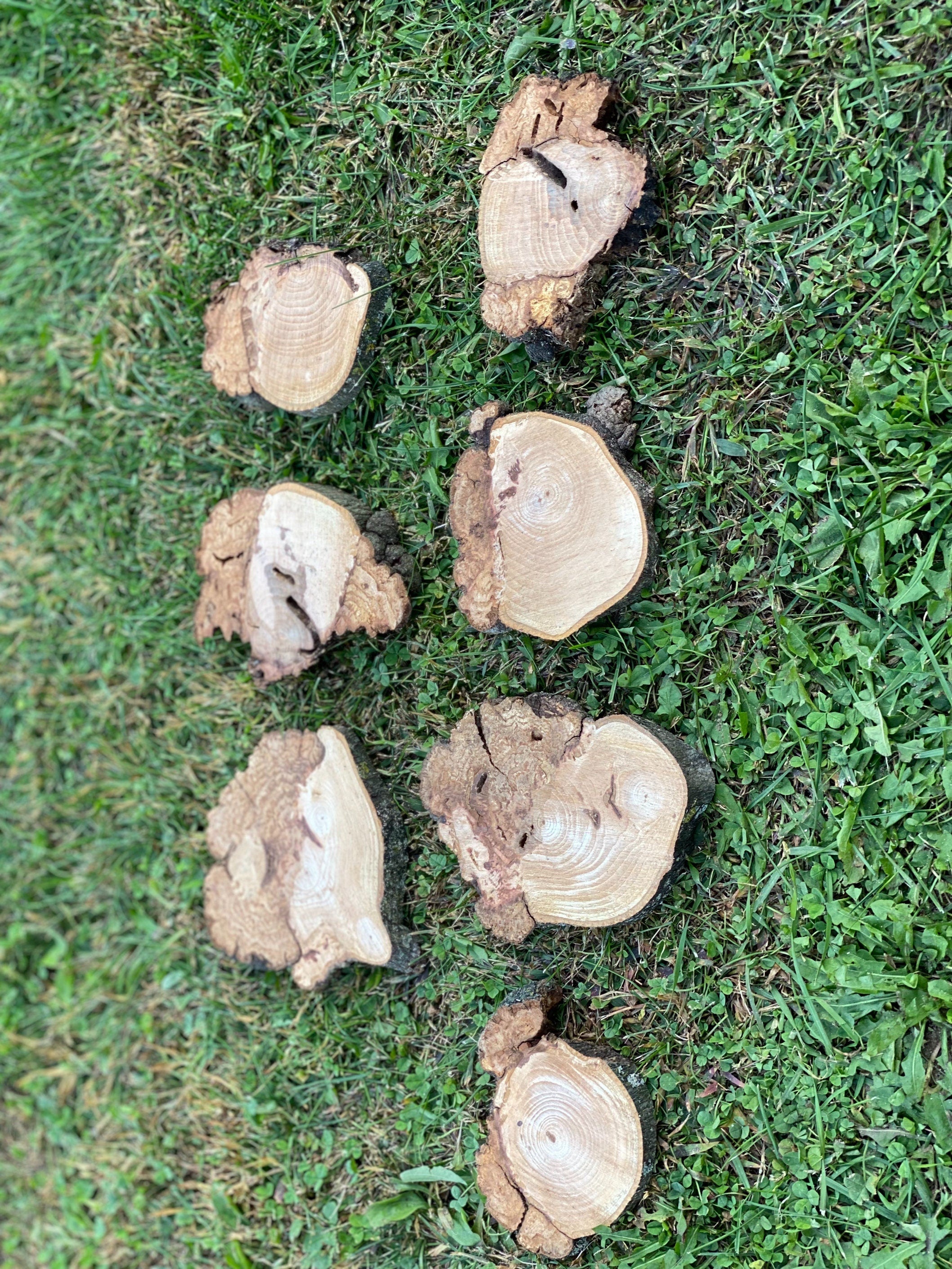 Burl, Seven Hickory Burl Slices (Seconds), Approximately 4.5-6.5 Inches Long by 4-6.5 Inches Wide and 1/2 Inch Thick