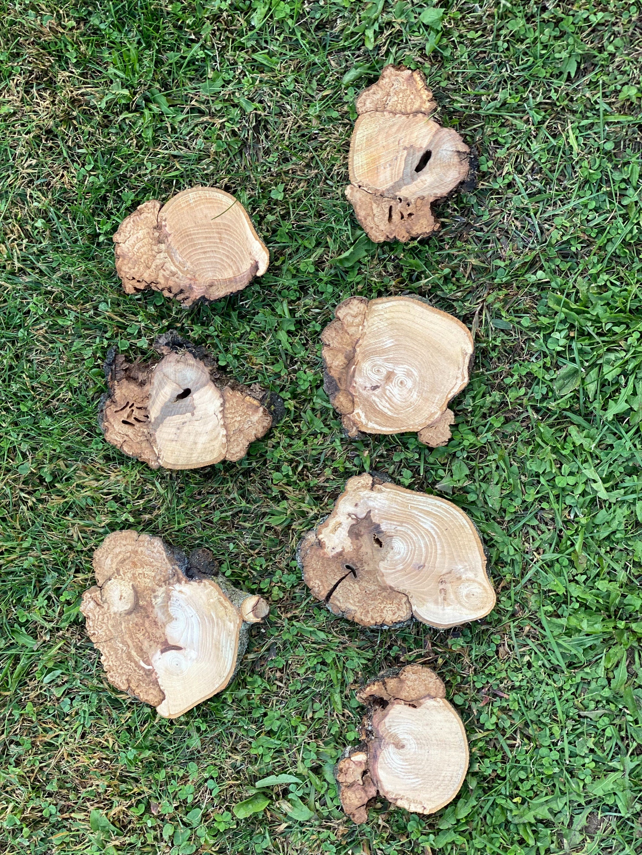 Burl, Seven Hickory Burl Slices (Seconds), Approximately 4.5-6.5 Inches Long by 4-6.5 Inches Wide and 1/2 Inch Thick