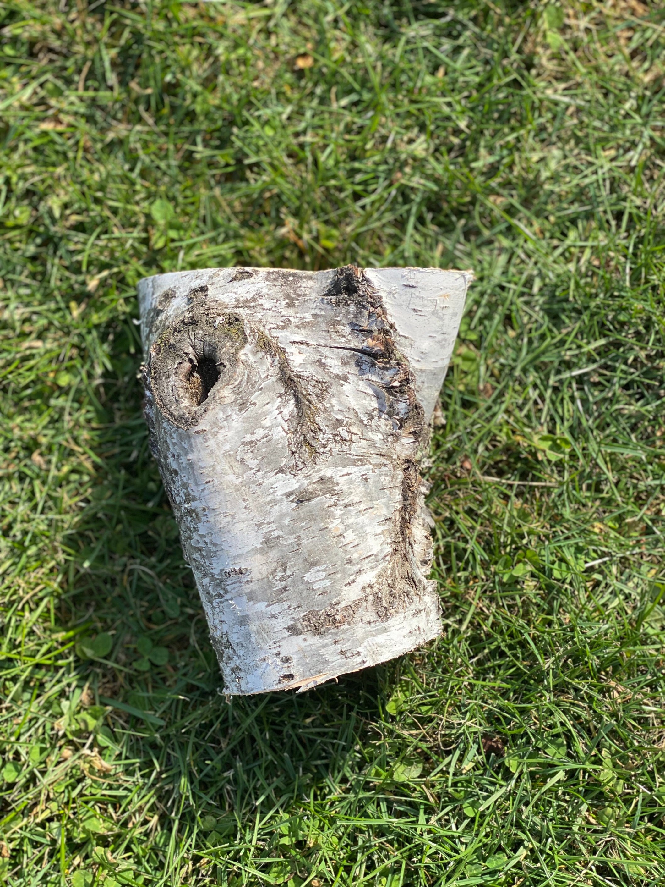 Small White Birch Log, Approximately 7 Inches Long by about 5.5 Inches Wide and 4 Inches Tall