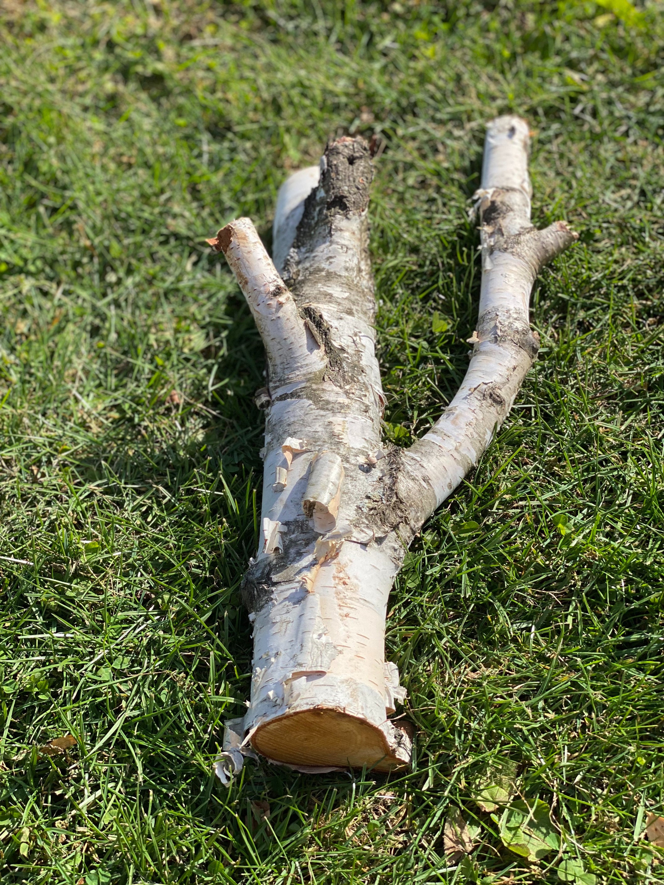 Unique White Birch Log, Approximately 16.5 Inches Long by about 7 Inches Wide and 5 Inches Tall