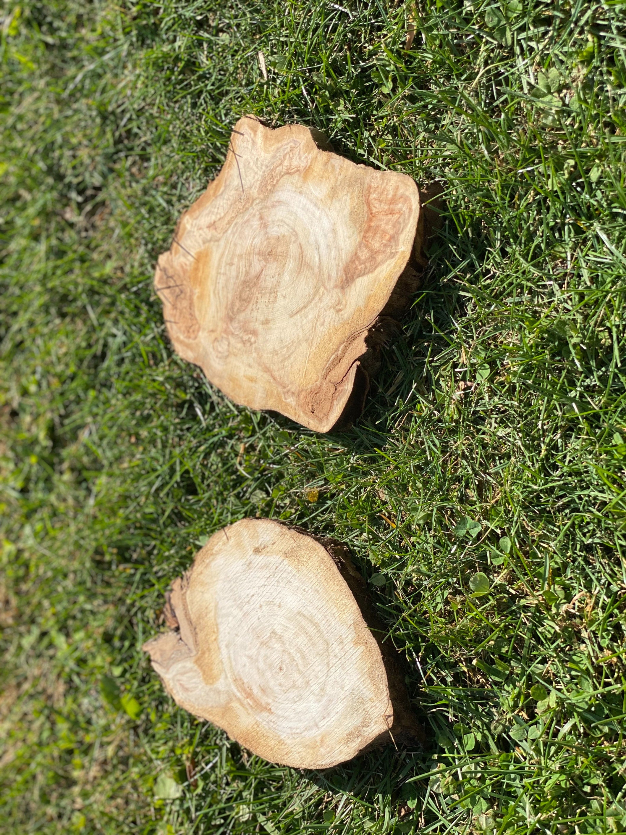 Two Aspen Slices, Approximately 7-8 Inches Long by 5.5-7.5 Inches Wide and 1 Inch Thick