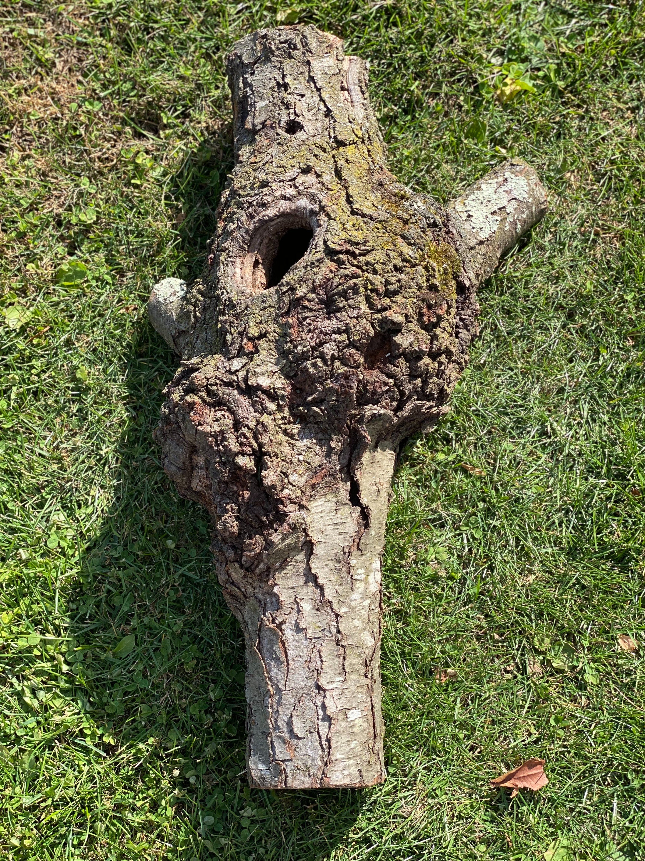 Burl, Cherry Burl Log With Natural Knot Hole, About 26 Inches Long x 15 Inches Diameter x 9 Inches Thick