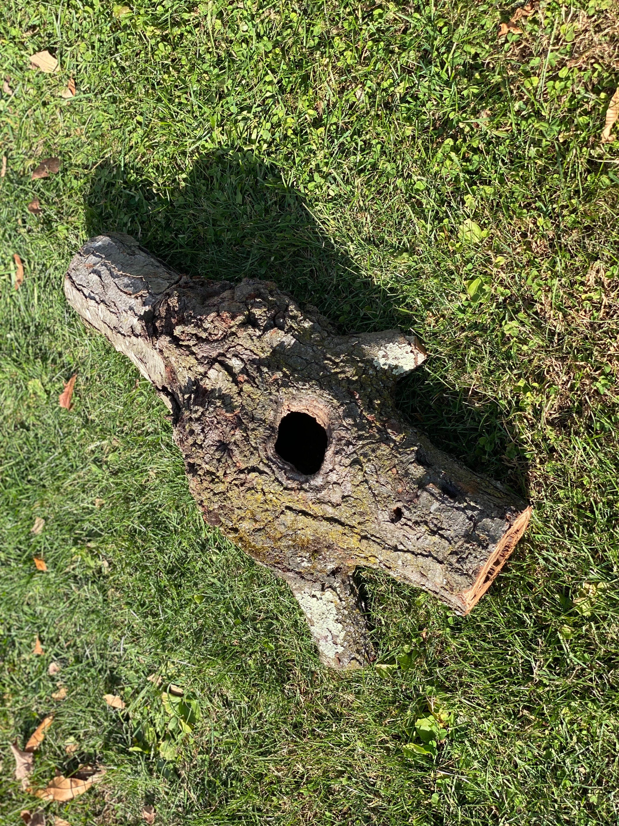 Burl, Cherry Burl Log With Natural Knot Hole, About 26 Inches Long x 15 Inches Diameter x 9 Inches Thick