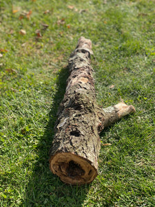 Burl, Cherry Burl Log About 33 Inches Long x 10 Inches Diameter x 6 Inches Thick