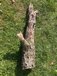 Burl, Cherry Burl Log About 33 Inches Long x 10 Inches Diameter x 6 Inches Thick