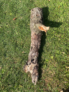 Burl, Cherry Burl Log About 33 Inches Long x 10 Inches Diameter x 6 Inches Thick