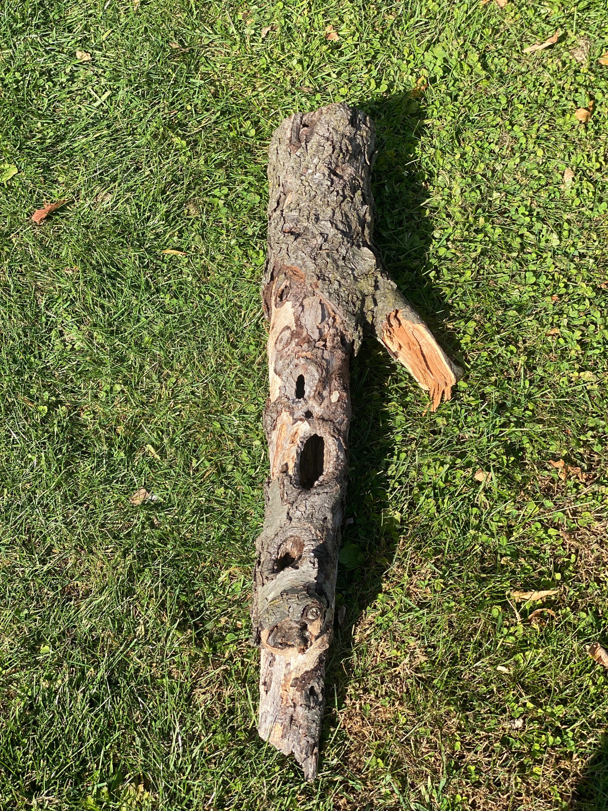 Burl, Cherry Burl Log About 33 Inches Long x 10 Inches Diameter x 6 Inches Thick