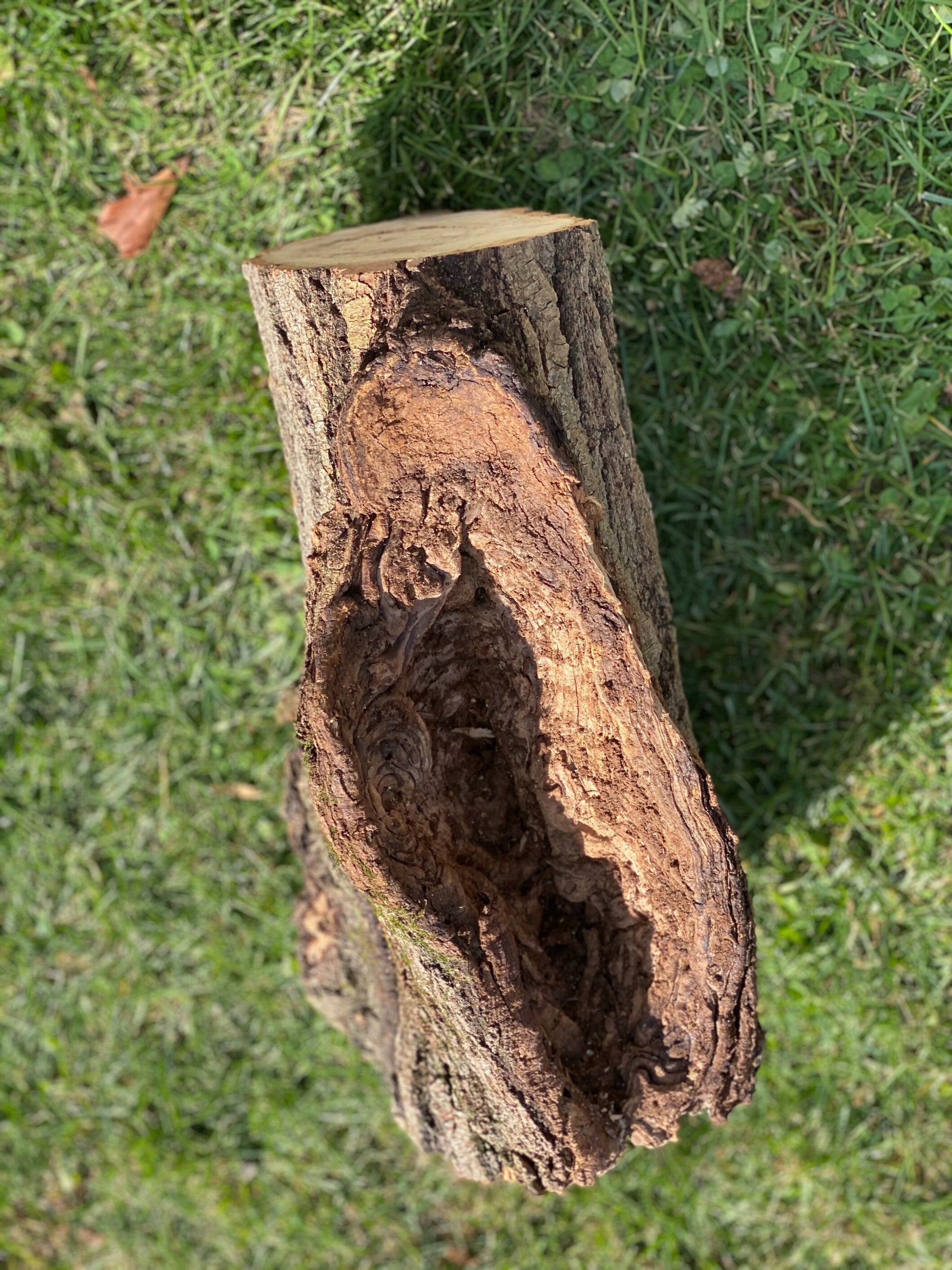 Aspen Log with Unique Knot Hole, Approximately 14.5 Inches Long by 9 Inches Wide and 6.5 Inches High