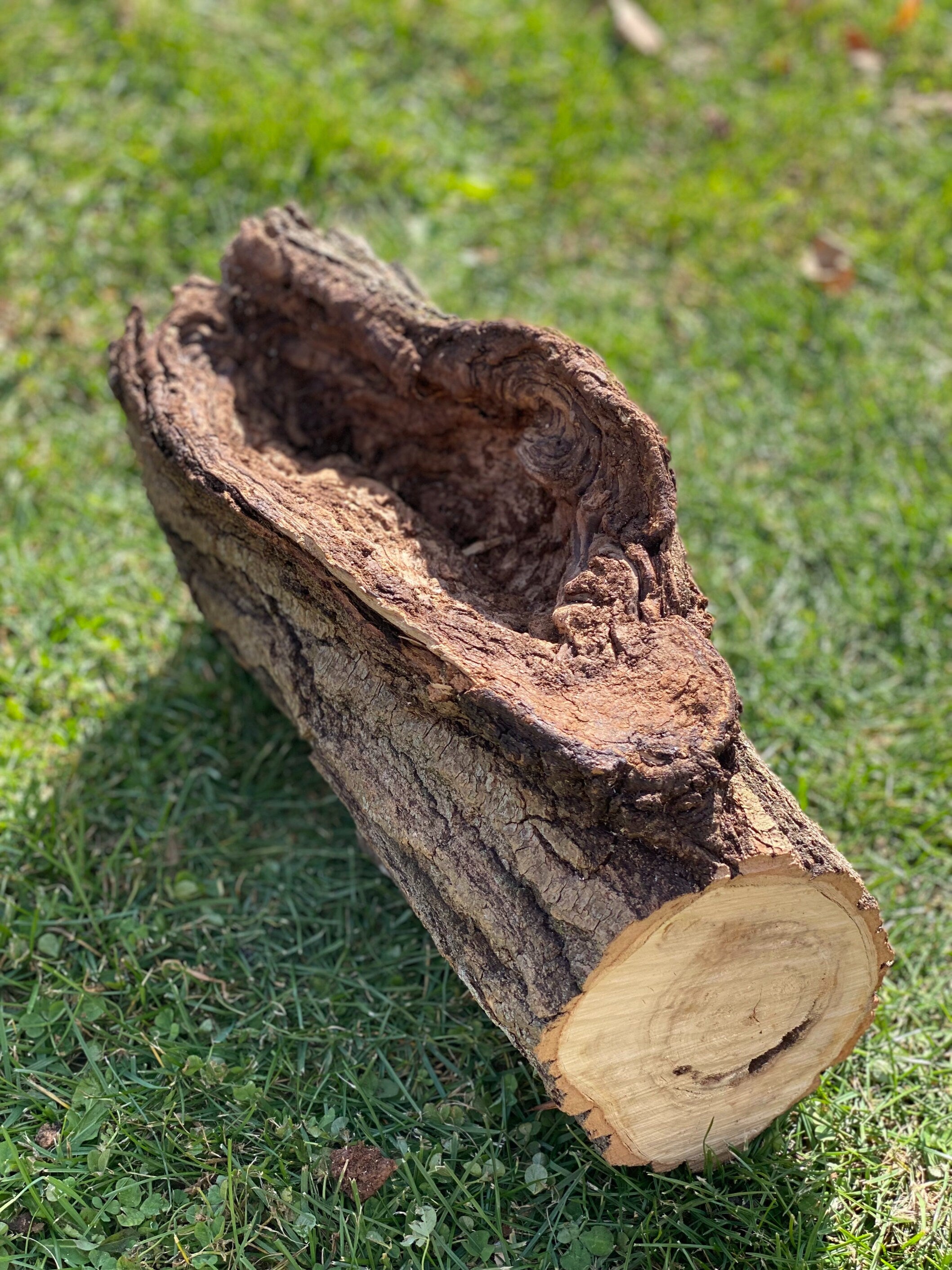 Aspen Log with Unique Knot Hole, Approximately 14.5 Inches Long by 9 Inches Wide and 6.5 Inches High