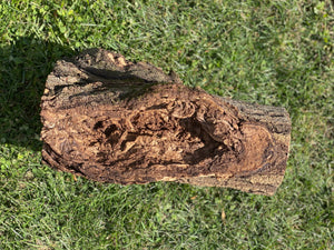 Aspen Log with Unique Knot Hole, Approximately 14.5 Inches Long by 9 Inches Wide and 6.5 Inches High