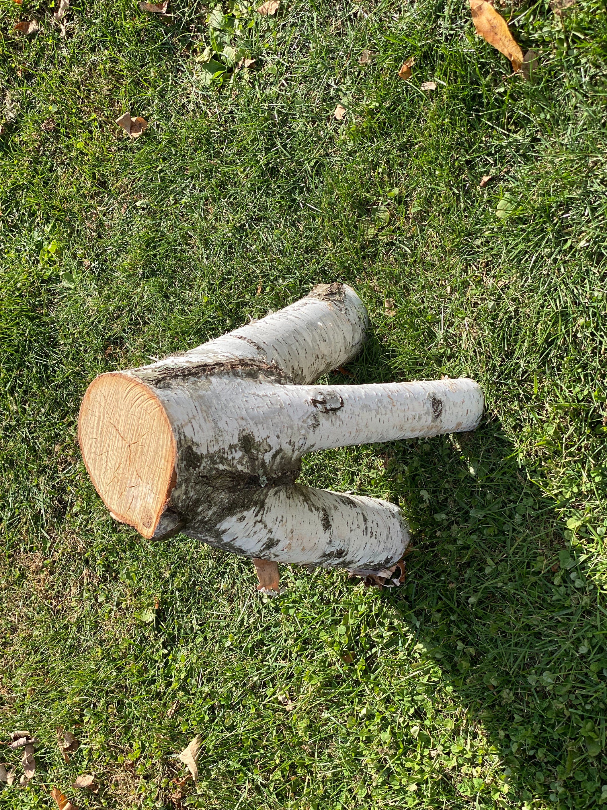 Unique White Birch Tripod Log, Approximately 18 Inches Long by about 14 Inches Wide and 8.5 Inches Tall