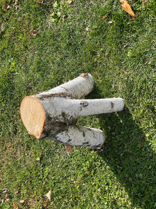 Unique White Birch Tripod Log, Approximately 18 Inches Long by about 14 Inches Wide and 8.5 Inches Tall