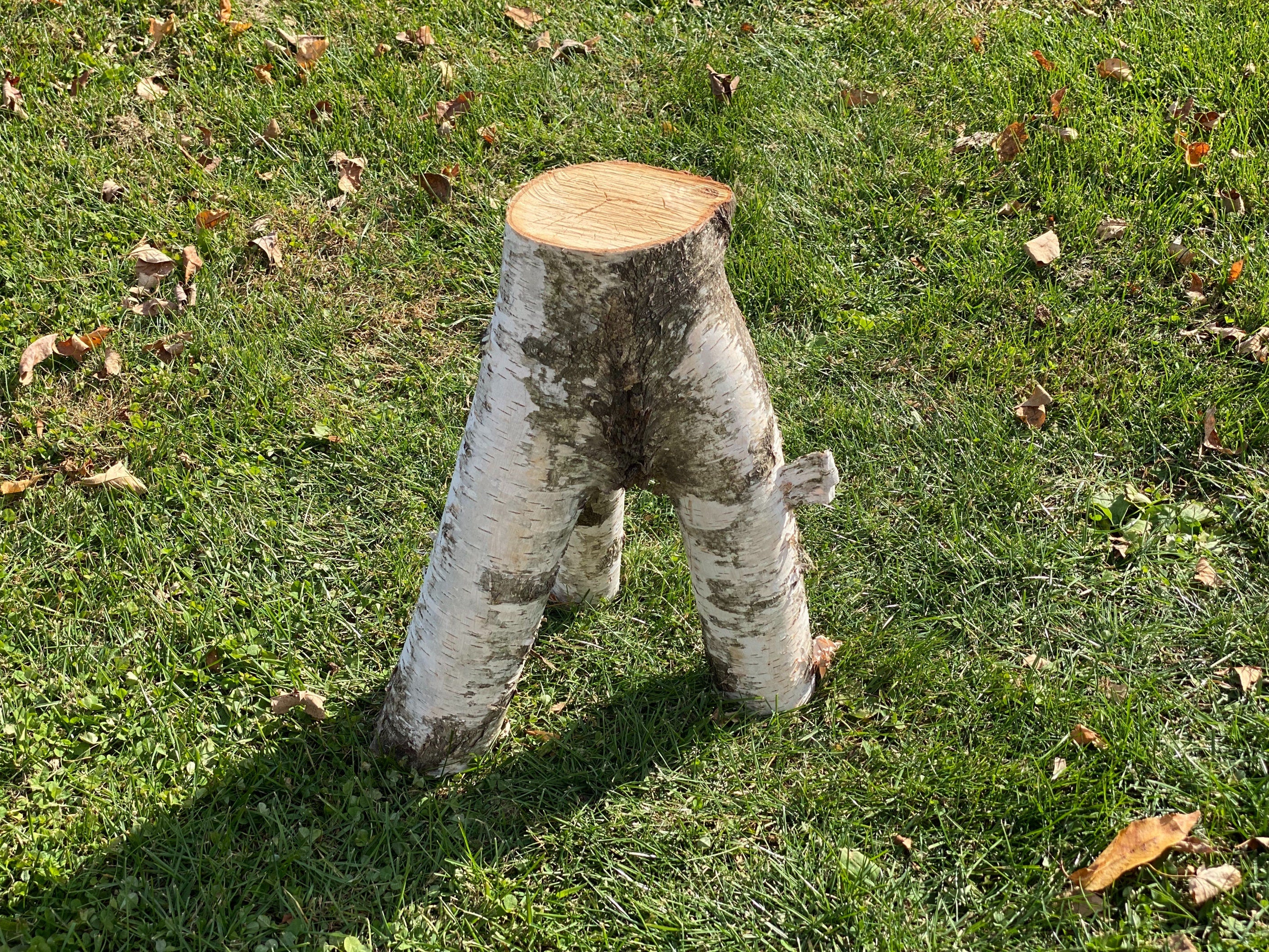 Unique White Birch Tripod Log, Approximately 18 Inches Long by about 14 Inches Wide and 8.5 Inches Tall