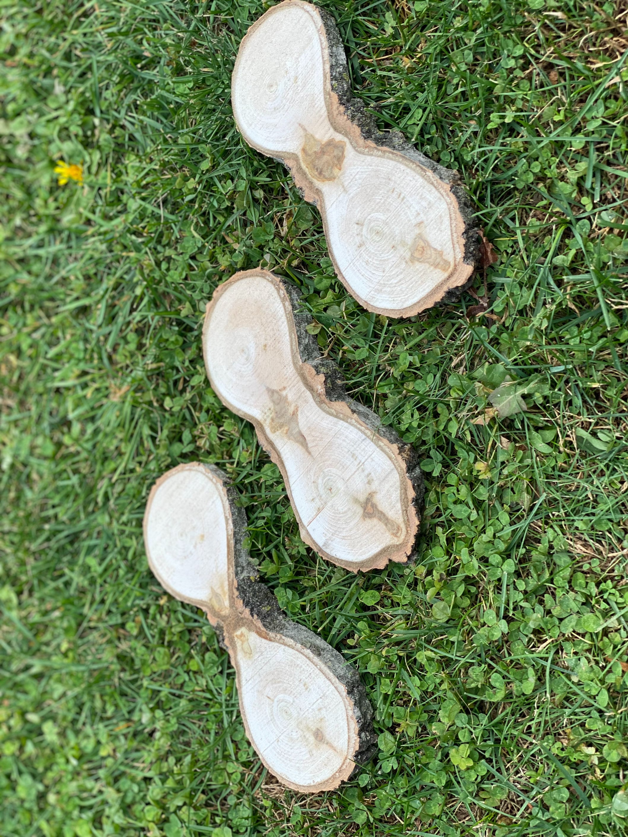 Three Unique Aspen Slices, Figure 8 Shaped, Approximately 9 Inches Long by 3.5 Inches Wide and 3/4 Inch Thick