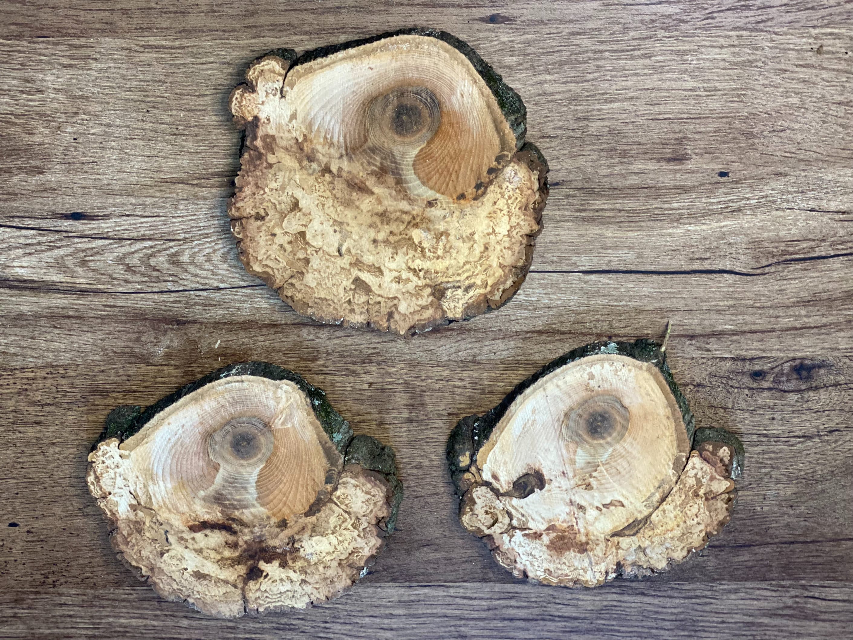 Three Hickory Burl Slices, Approximately 7-7.5 Inches Long by 6.5-7 Inches Wide and 2/3 Inch Thick