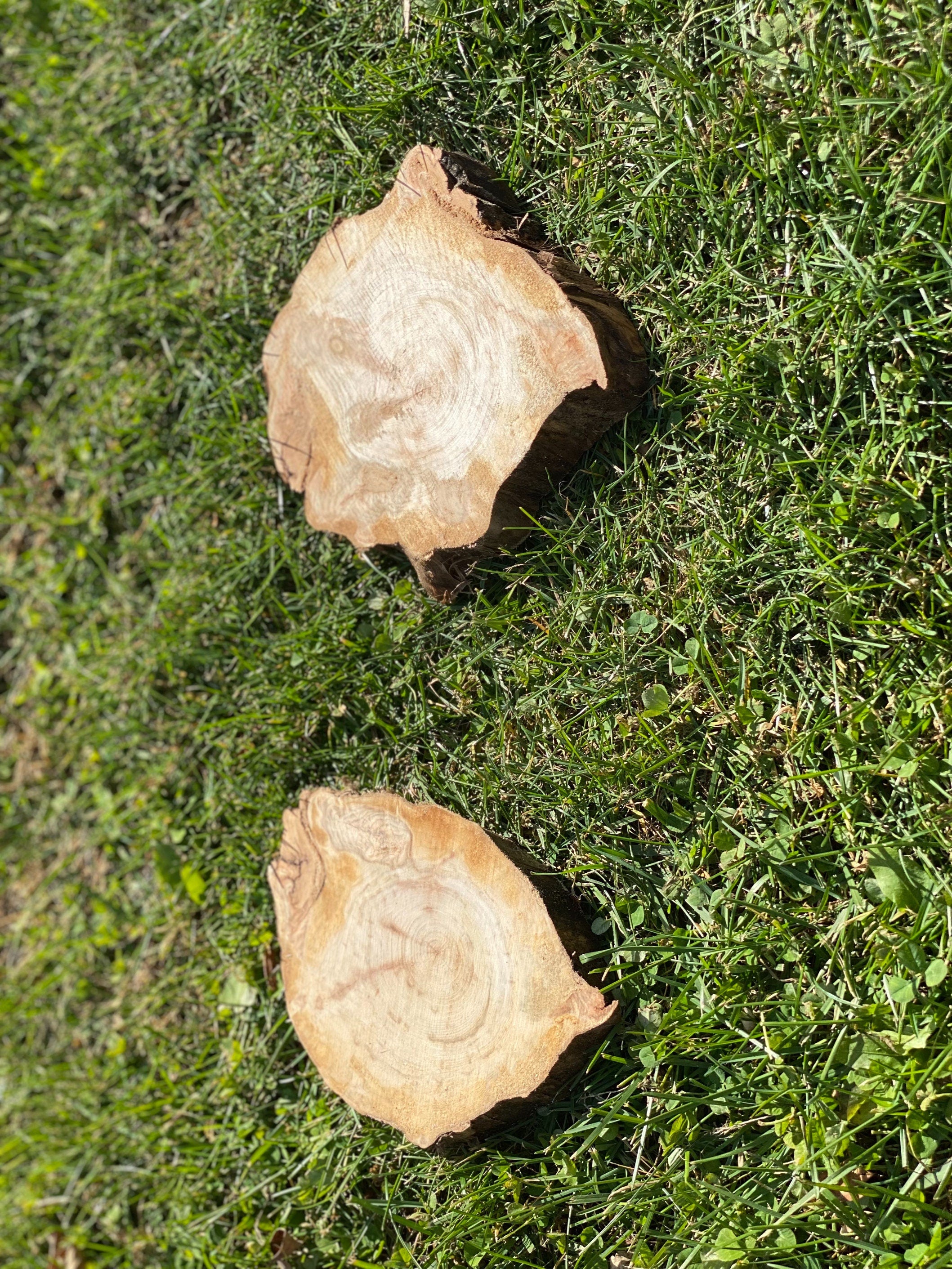 Two Aspen Slices, Approximately 7-8 Inches Long by 5.5-7.5 Inches Wide and 1 Inch Thick