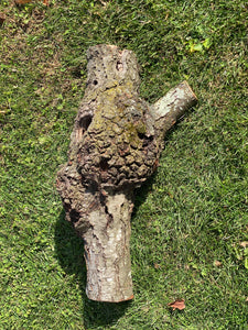 Burl, Cherry Burl Log With Natural Knot Hole, About 26 Inches Long x 15 Inches Diameter x 9 Inches Thick