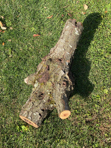 Burl, Cherry Burl Log With Natural Knot Hole, About 26 Inches Long x 15 Inches Diameter x 9 Inches Thick