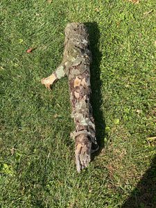 Burl, Cherry Burl Log About 33 Inches Long x 10 Inches Diameter x 6 Inches Thick