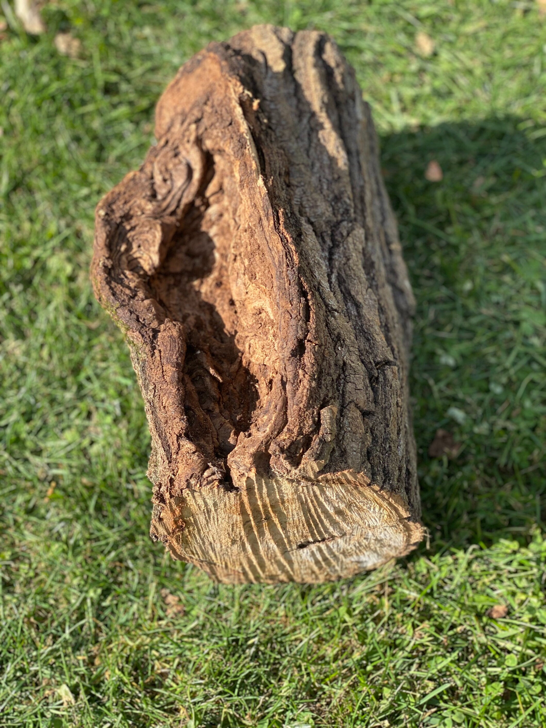 Aspen Log with Unique Knot Hole, Approximately 14.5 Inches Long by 9 Inches Wide and 6.5 Inches High