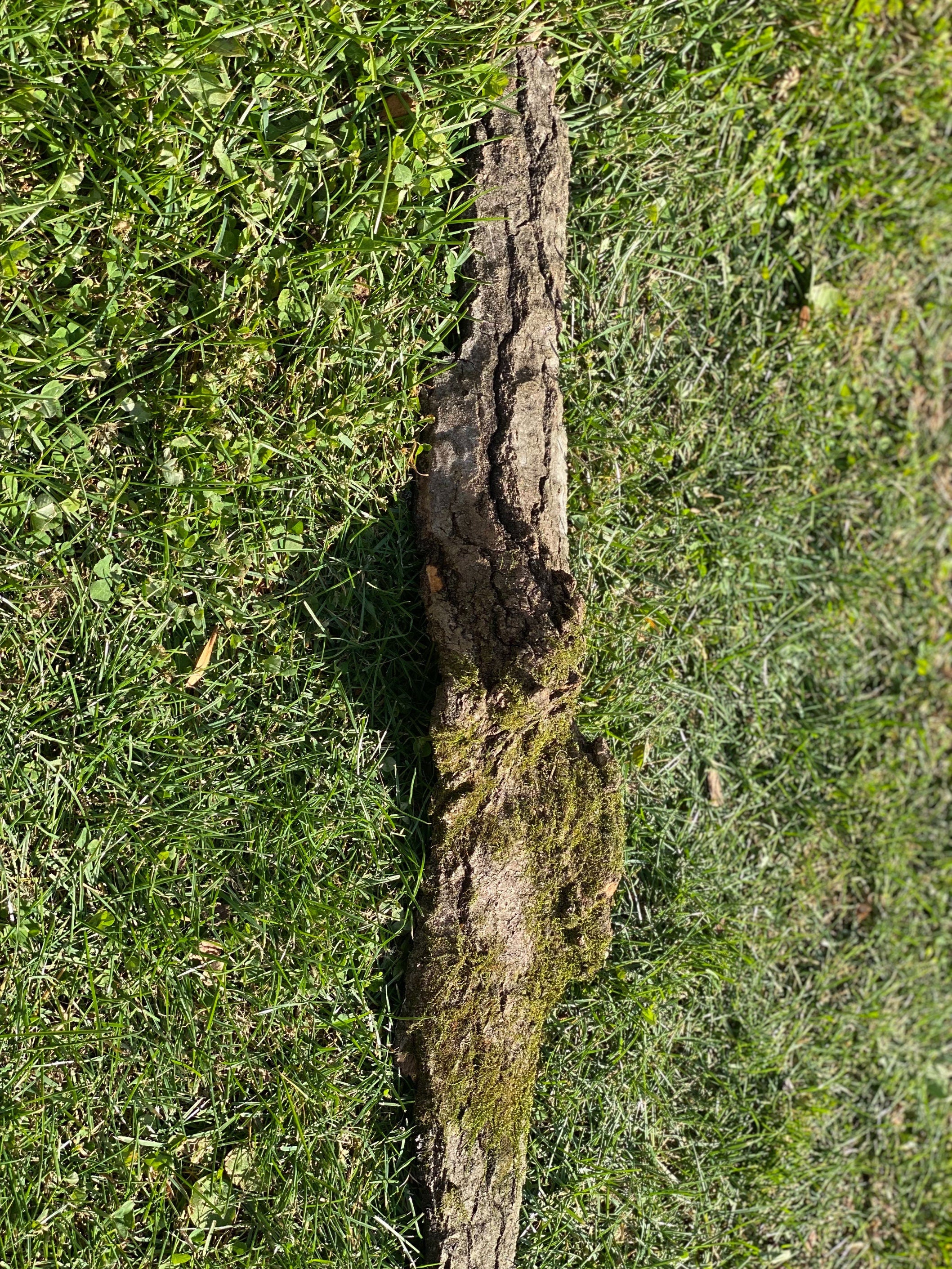 Mossy Bark, Moss Bark Approximately 28 Inches Long by 6 Inches Wide