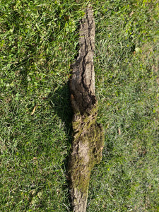 Mossy Bark, Moss Bark Approximately 28 Inches Long by 6 Inches Wide