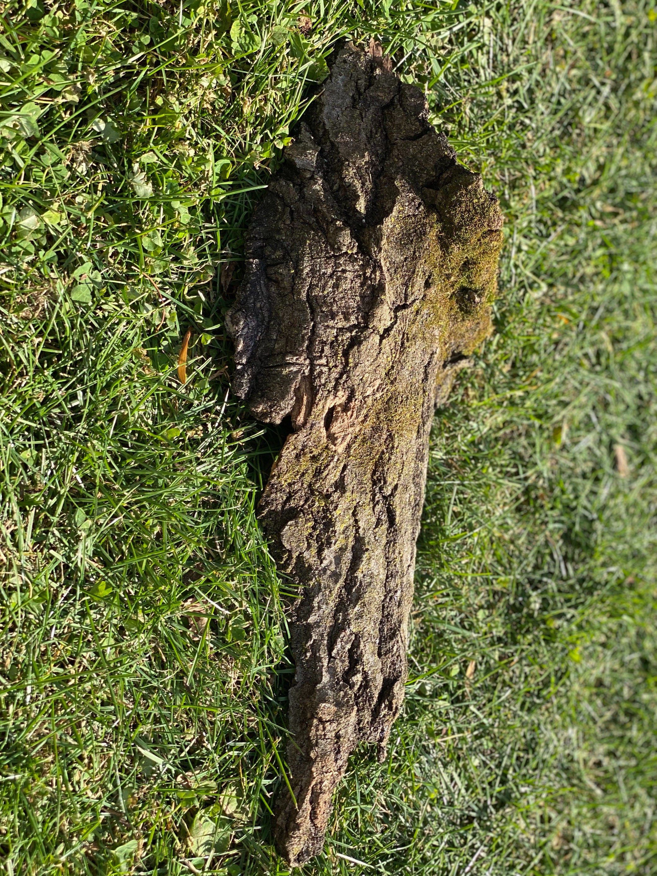 Mossy Bark, Moss Bark Approximately 18 Inches Long by 7 Inches Wide