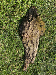 Mossy Bark, Moss Bark Approximately 18 Inches Long by 7 Inches Wide