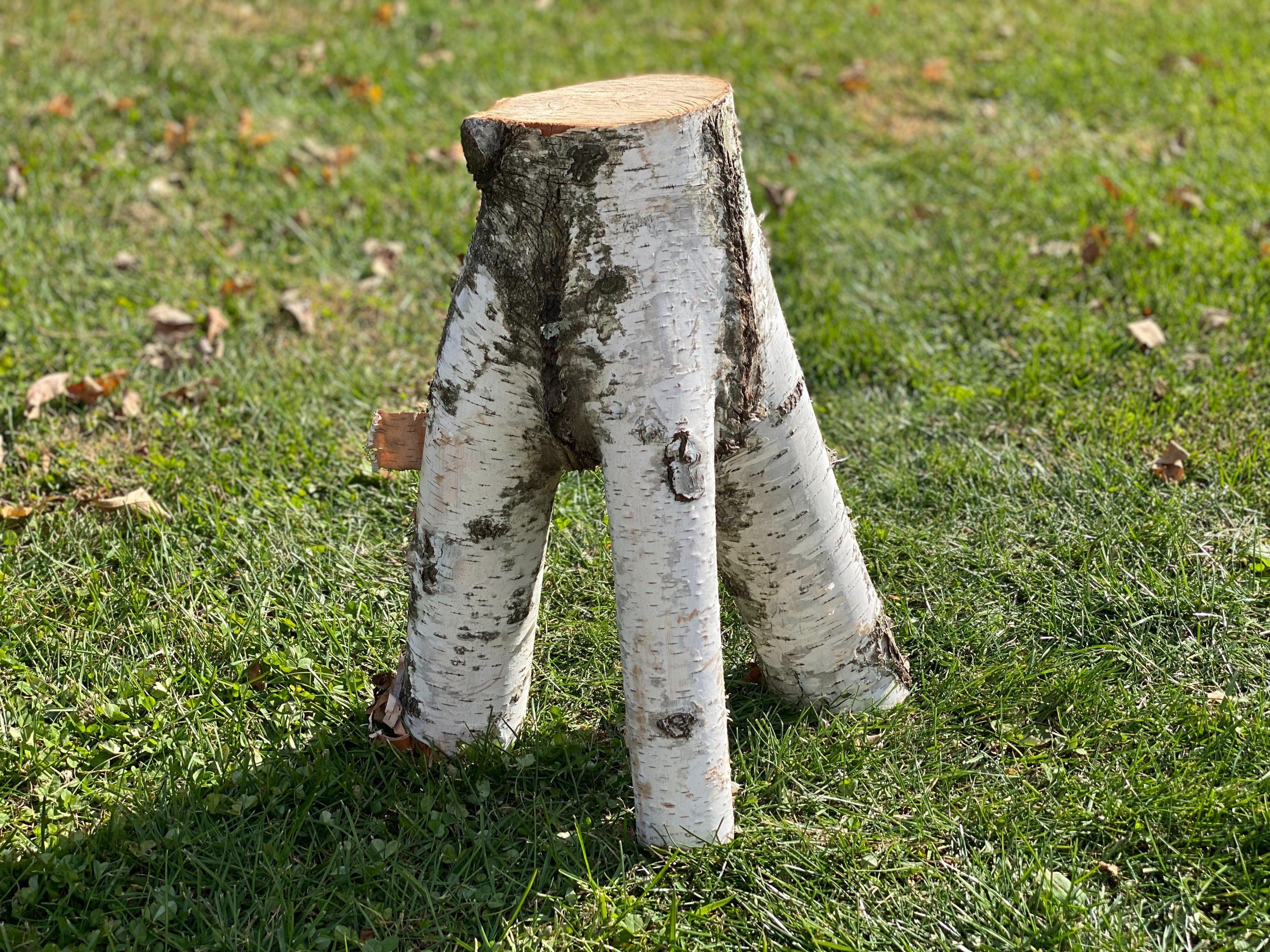 Unique White Birch Tripod Log, Approximately 18 Inches Long by about 14 Inches Wide and 8.5 Inches Tall