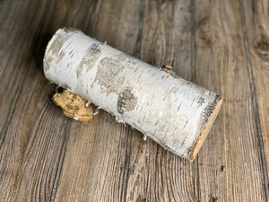 One White Birch Log With Natural Polypores/Conks, Approximately 10.5 Inches Long by 4 Inches Diameter