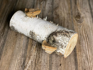 One White Birch Log With Natural Polypores/Conks, Approximately 10.5 Inches Long by 4 Inches Diameter